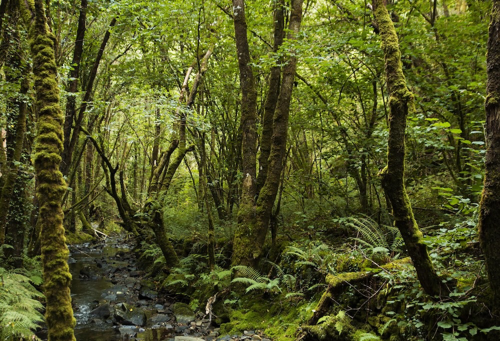 Carbono Retido de Biodiversidade - Serviços Ambientais - Crédito da Foto Divulgação