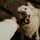 Professora da UMC alerta: envelhecimento de pets requer acompanhamento e cuidado preventivo