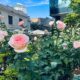 Jardim do Museu Casa das Rosas