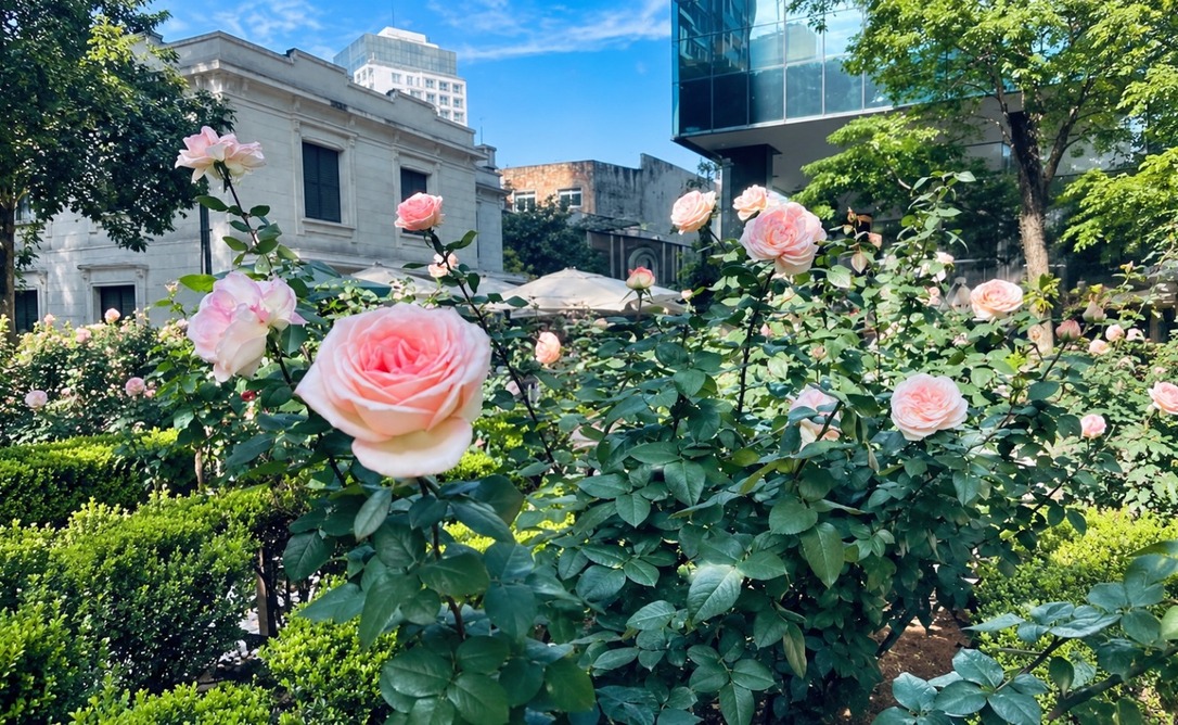 Jardim do Museu Casa das Rosas